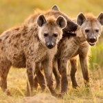 Macheke cattle herder killed by hyenas
