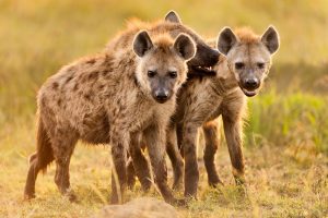 Macheke cattle herder killed by hyenas