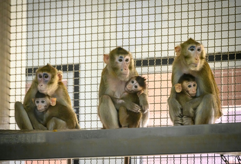 Cynomolgus monkeys used for medical research escaped after US road crash