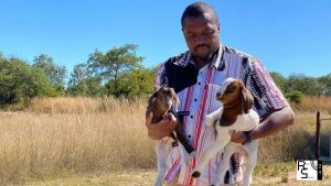 Job Sikhala mobilises youths to protect Chin'ono boer goats from Zanu PF thugs