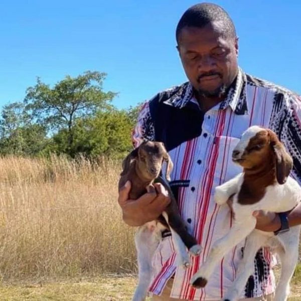 Job Sikhala mobilises youths to protect Chin’ono boer goats from Zanu PF thugs