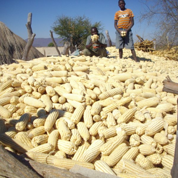 Zimbabwe maize harvest