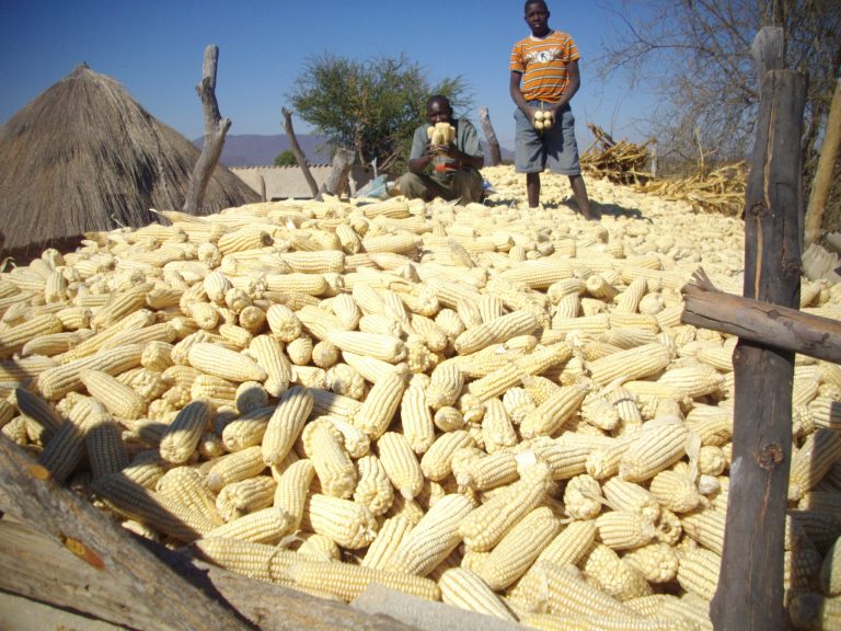 Zimbabwe maize harvest