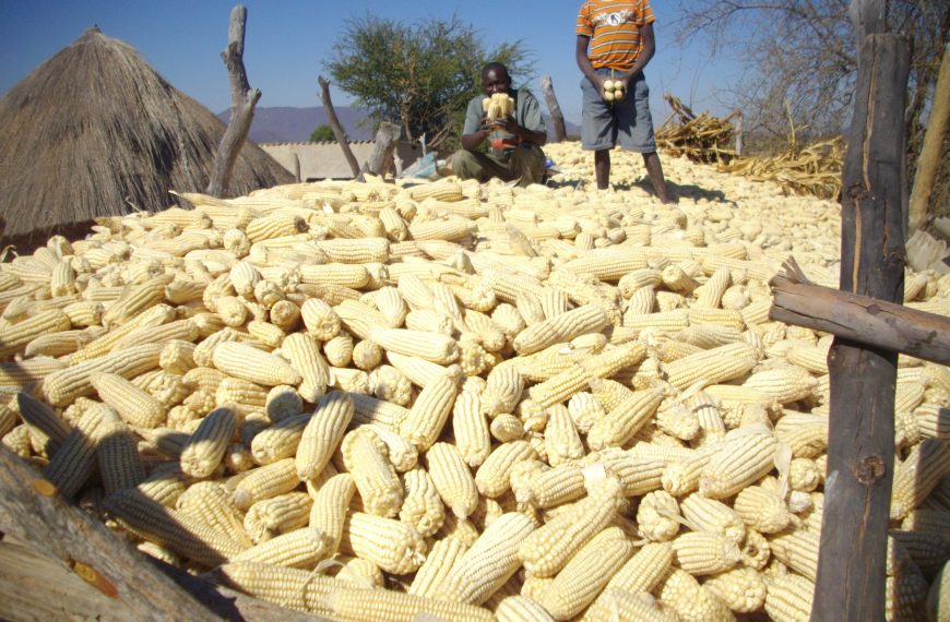 Zimbabwe to experience 50% drop in grain output