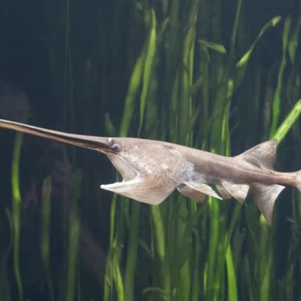 Home 139 ‘Shocking not surprising’: Famous Yangtze fish declared extinct