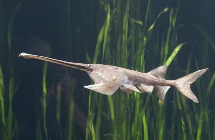 ‘Shocking not surprising’: Famous Yangtze fish declared extinct