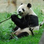 Research reveals the mystery behind transition of pandas into vegetarians