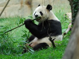Home 8 Research reveals the mystery behind transition of pandas into vegetarians