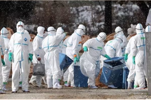 Home 25 Workers in protective suits cull ducks on Tuesday after some tested positive for H5 bird flu at a farm in Aomori, northern Japan