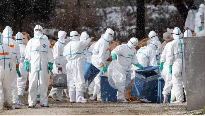 Workers in protective suits cull ducks on Tuesday after some tested positive for H5 bird flu at a farm in Aomori, northern Japan