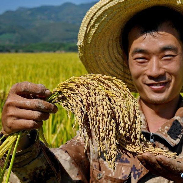 China allocates 10bn yuan subsidy to rice farmers