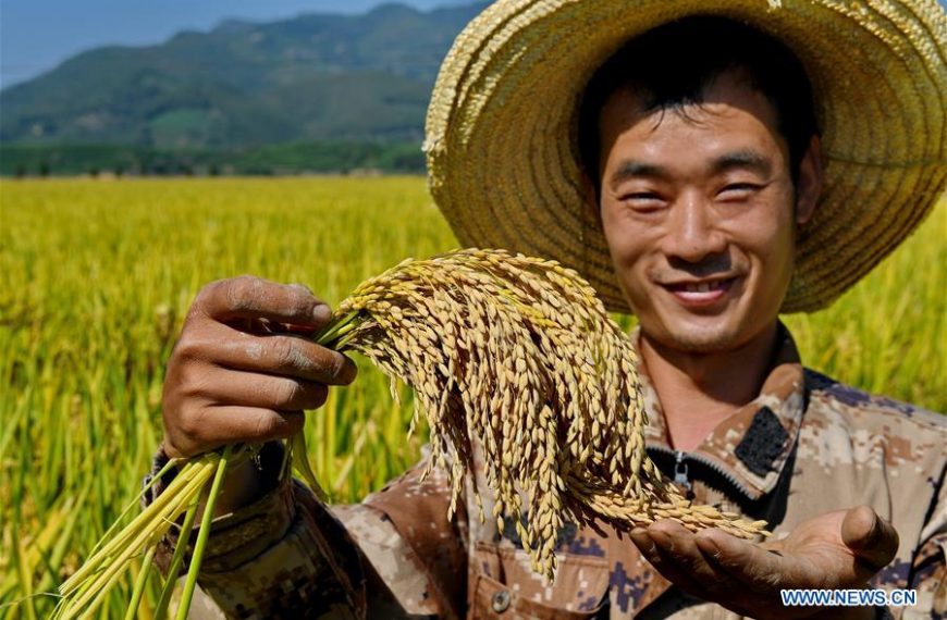 Home 147 China allocates 10bn yuan subsidy to rice farmers