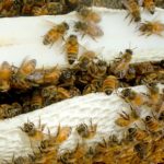 A hive of bees in Syria