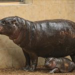 A hippo pictured with its baby at a farm in Colombia recently