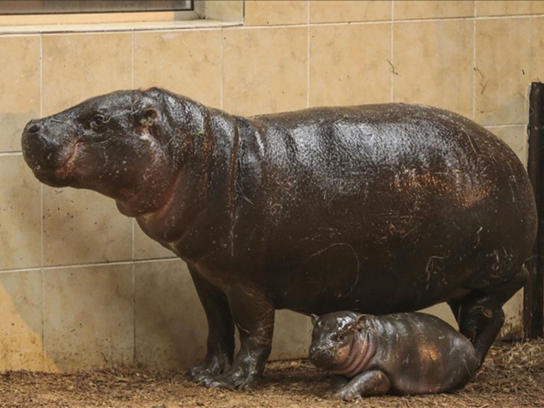 A hippo pictured with its baby at a farm in Colombia recently