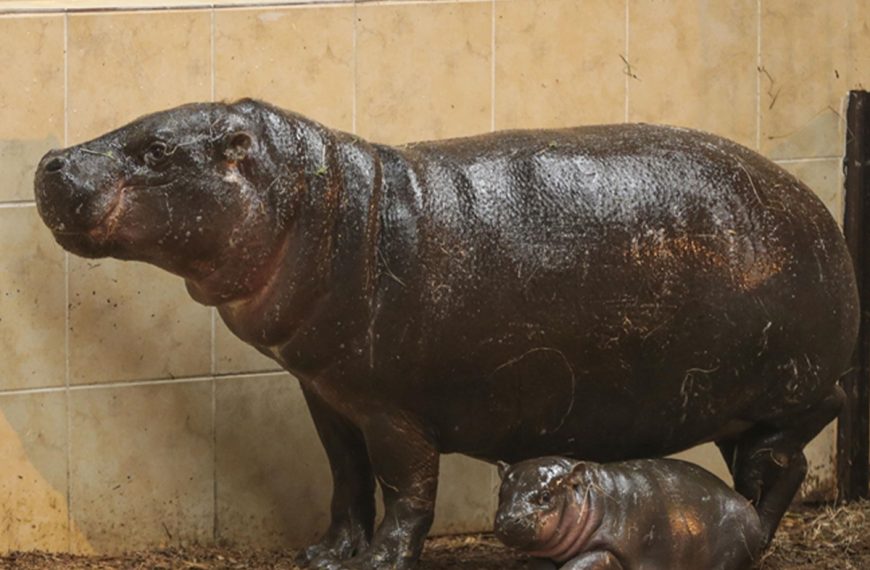 Home 118 A hippo pictured with its baby at a farm in Colombia recently
